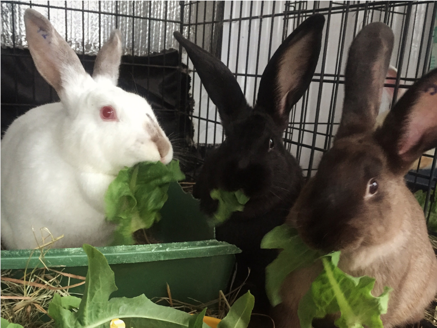 White, black and brown rabbits eating lettuce.
